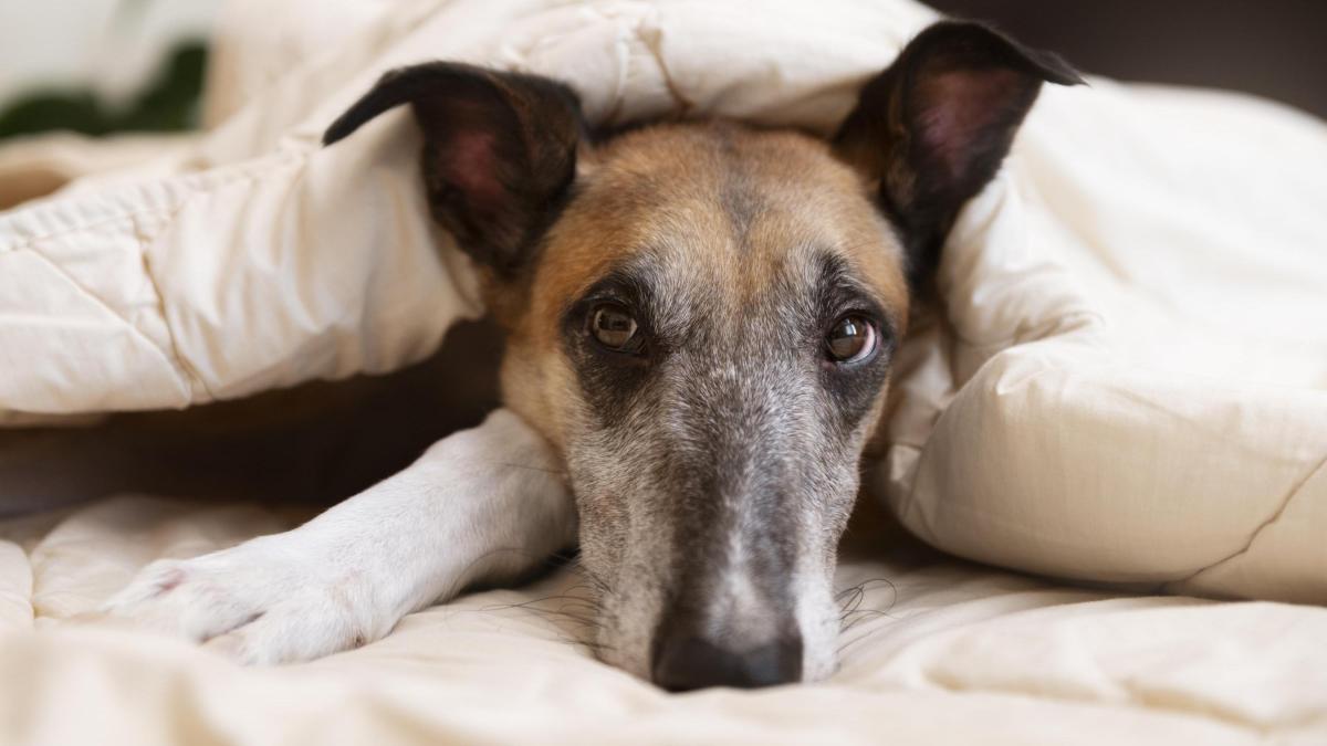 rac1's tweet card. S'acosta una de les èpoques més difícils per als que tenim peluts a casa: Sant Joan. Un any més, els nostres animals patiran les conseqüències dels petards. Per