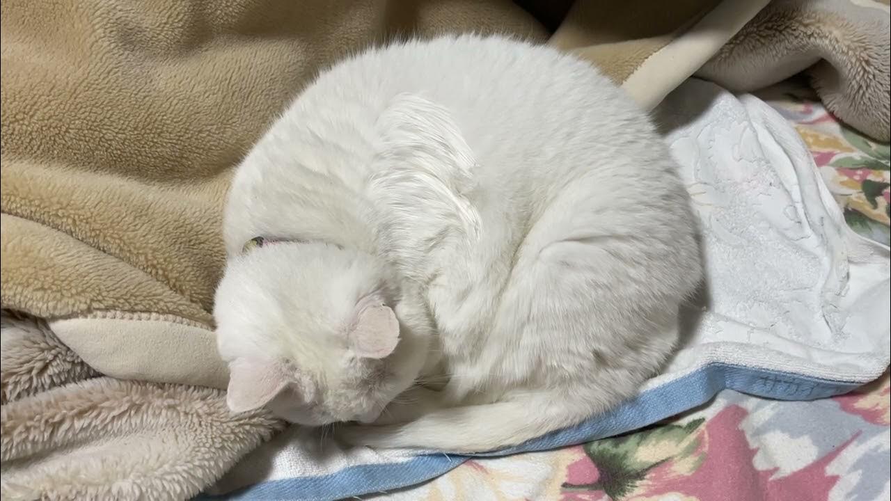 masayuki311's tweet card. ここなめてただろう