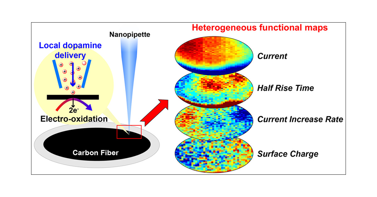 MinteerLab's tweet card. An artificial synapse is developed that mimics ultramicroelectrode (UME) amperometric detection of single cell exocytosis. It comprises the nanopipette of a scanning ion conductance microscope...