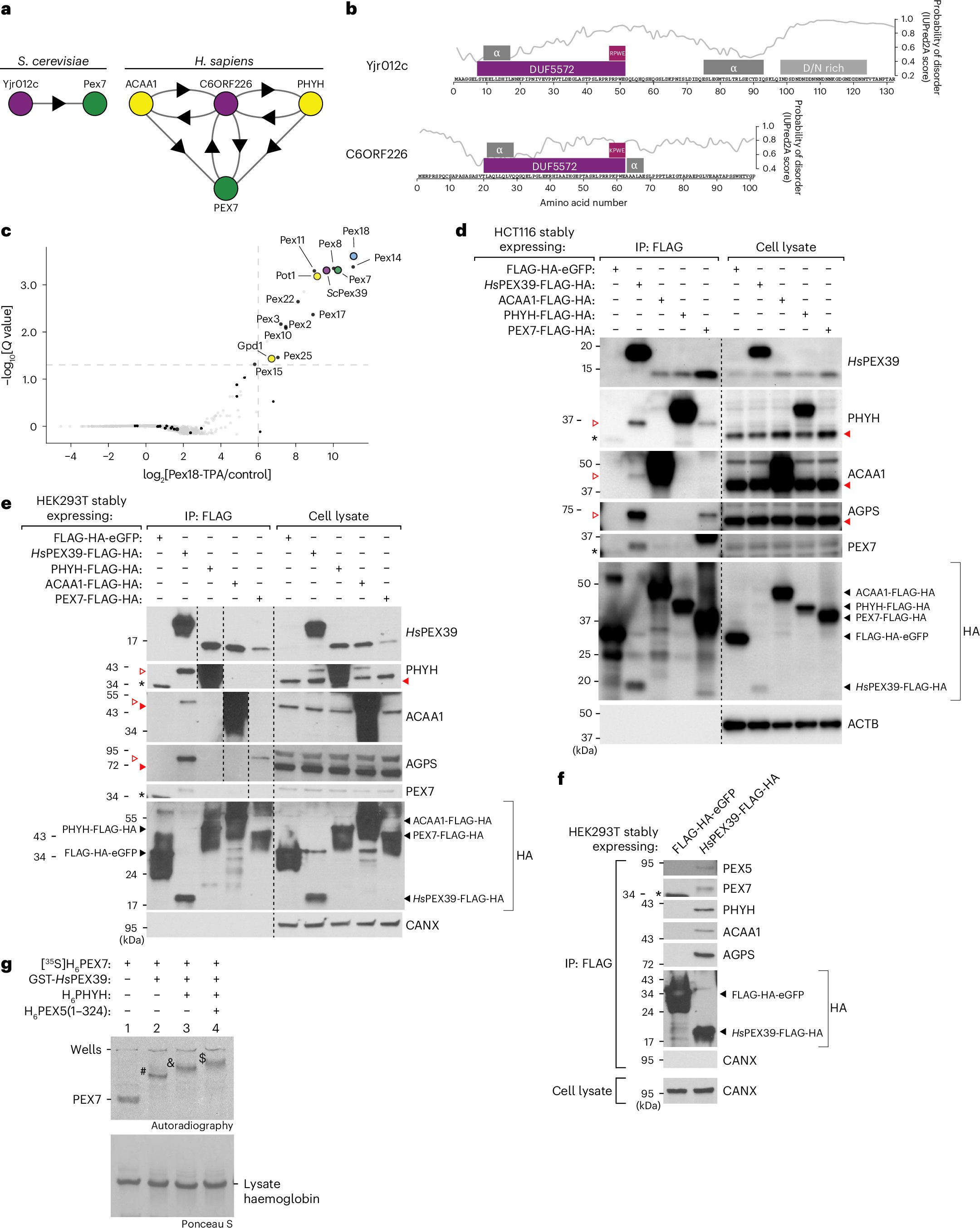 WalterWChen1's tweet card. Nature Cell Biology - Chen et al. show that PEX39 cooperates with PEX7 in the peroxisomal import of proteins containing a PTS2 site and uncover an (R/K)PWE motif in PEX39 and PEX13 that binds to...