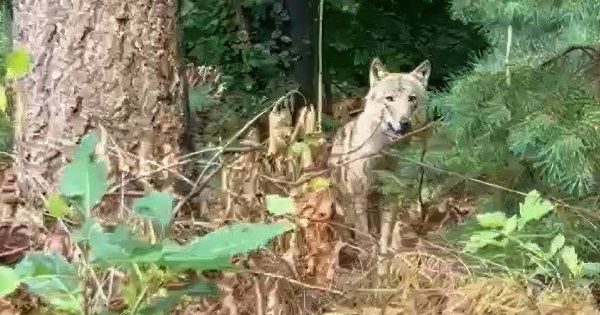 Image for twitter card