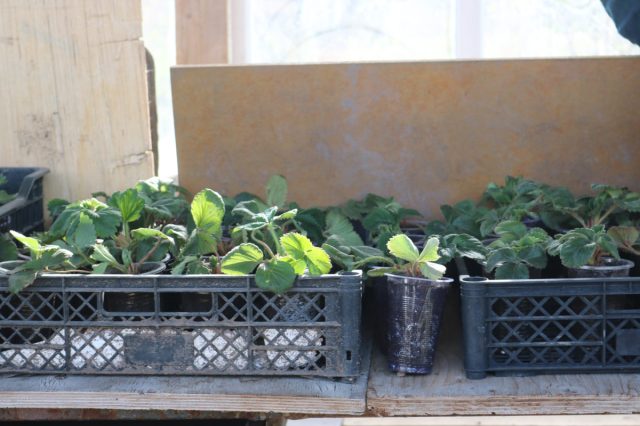 AsiaPacFarmers's tweet card. Bishkek, Kyrgyzstan – Berry farmers in Bishkek are transforming their agricultural activities into thriving business ventures, thanks to the support of development programs that prioritize sustaina…