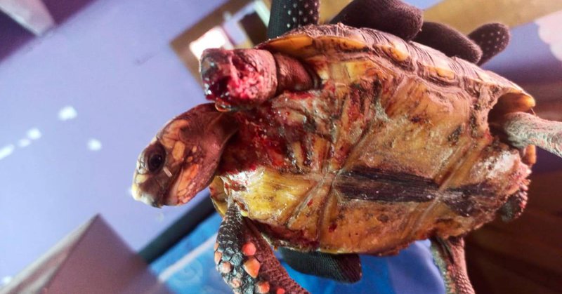 Tweet card summary image