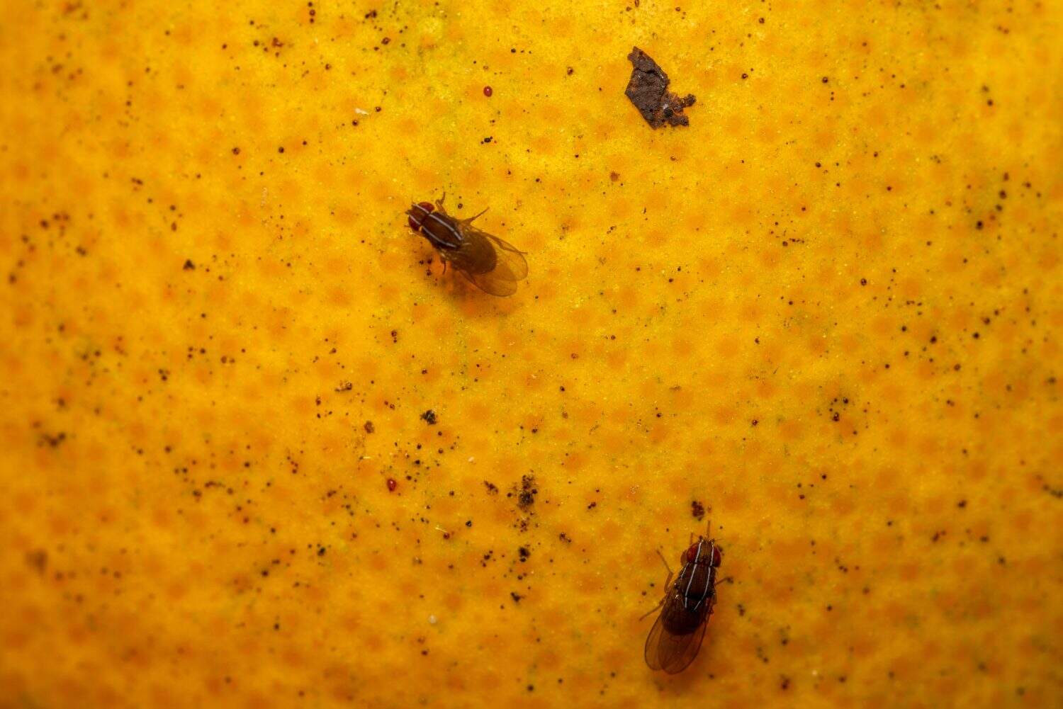 BugOffPest's tweet card. Wondering about the hardest household pests to get rid of? Here are some common pests that can cause persistent infestations.