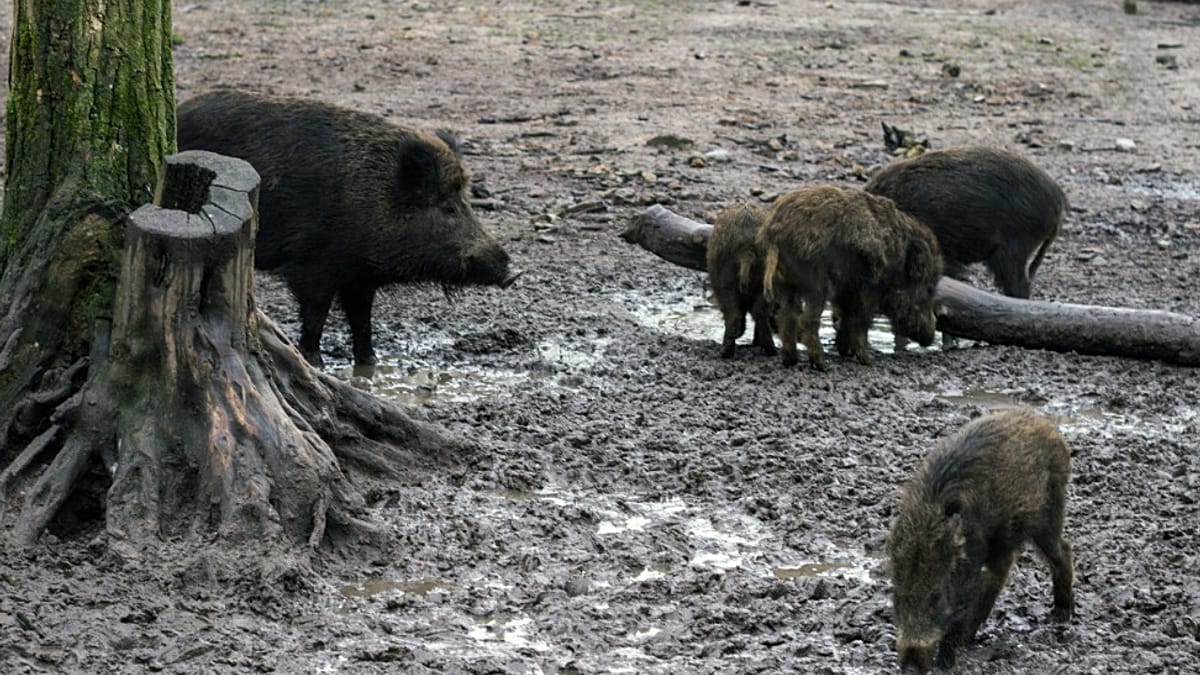 Techlion5's tweet card. Las autoridades han localizado unos 50 jabalíes muertos en la zona cero del brote de peste porcina africana en Collserola, donde, de momento, se han confirmado nueve casos.
