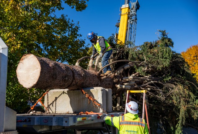 BrightView's tweet card. Chicago’s 2025 Christmas tree, a 68-foot spruce, was cut down from the Glenview front yard of the Mason family on Nov. 3.