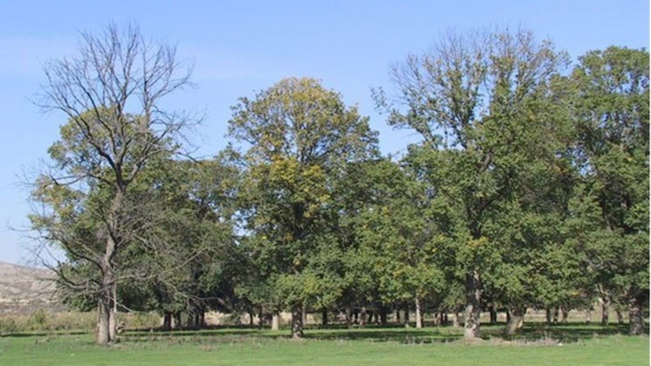 CSIC_VAPC's tweet card. TMDHTM20240527_0010 Un equipo de investigadores de la Universidad Politécnica de Madrid (UPM), en colaboración con el Consejo Superior de...