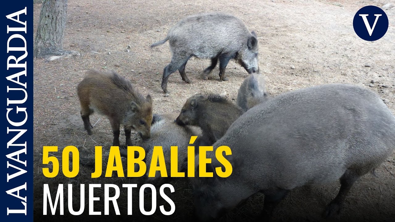 Techlion5's tweet card. Hallados medio centenar de jabalíes muertos en la zona cero de la...