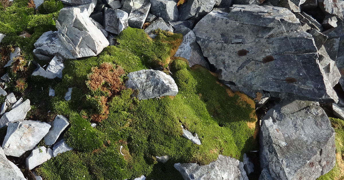 NERCscience's tweet card. NERC fellowships