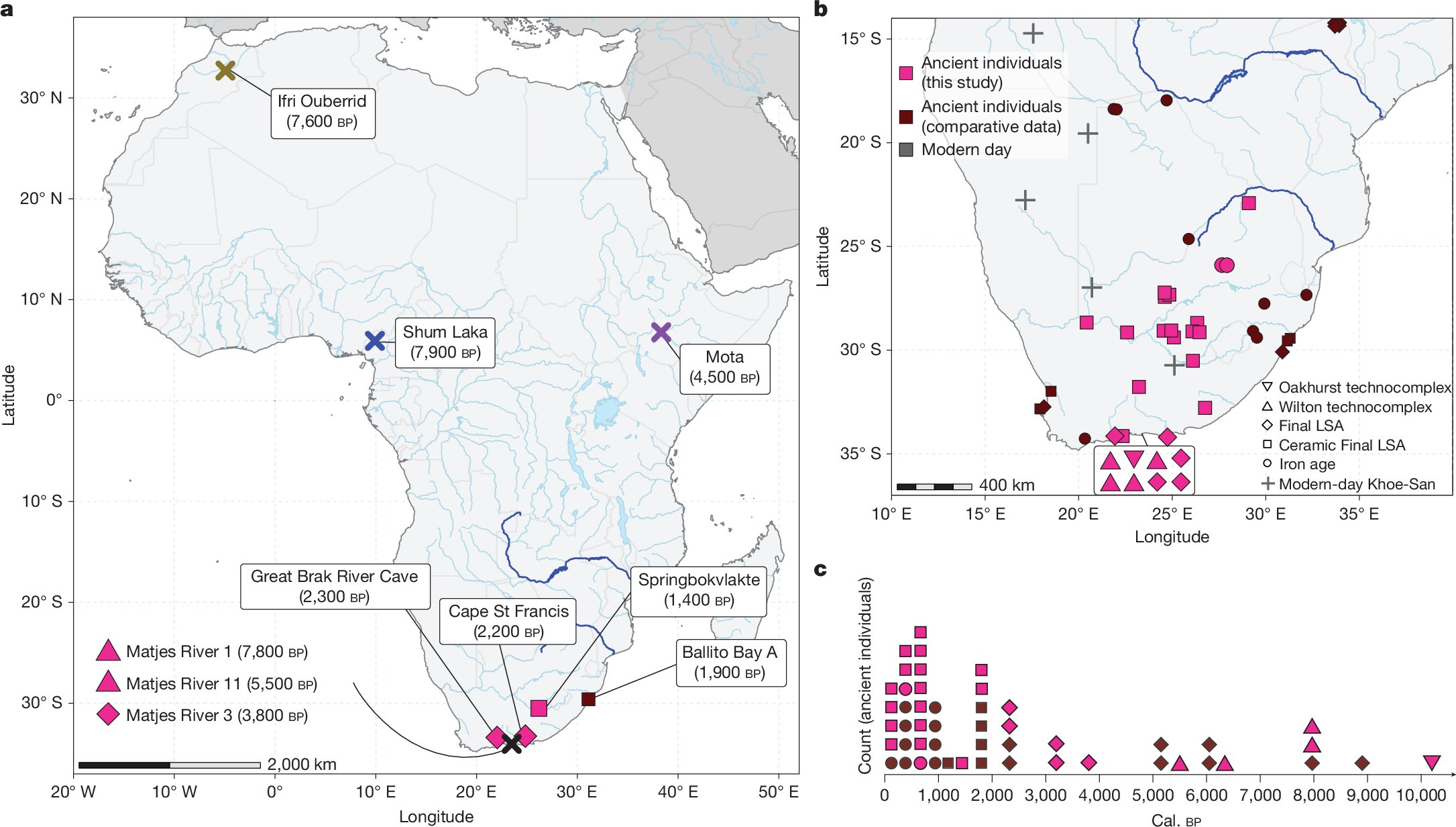 iosif_lazaridis's tweet card. Nature - The genomes of 28 ancient southern African individuals dated to between 10,200 and 150 years before present offer insights into the evolution of Homo sapiens.