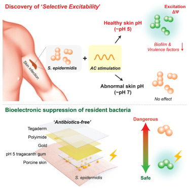 CellPressNews's tweet card. Staphylococcus epidermidis is a skin-dwelling bacterium responsible for common clinical infections. In this study, we discovered that S. epidermidis becomes electrically excitable when exposed to the...