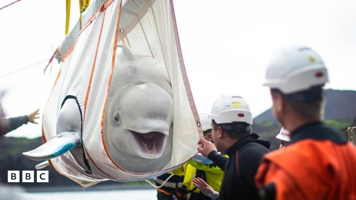 ExAnimo9's tweet card. Two beluga whales have started a life closer to freedom after nearly ten years in captivity.