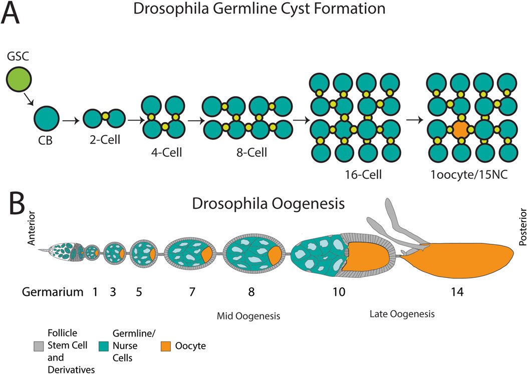 FrontCellDevBio's tweet card. Cell death shapes multicellular organism development and sustains tissue and organ homeostasis. Great progress has been made in understanding the breadth of ...