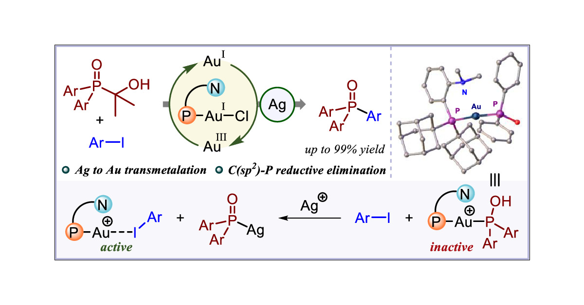 ThePatilGroup's tweet card. Herein, we report a ligand-enabled gold-catalyzed C(sp2)–P cross-coupling of aryl iodides with phosphine oxides to afford triaryl phosphine oxides. The success of this transformation relies on two...