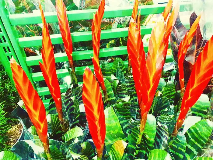 and7521925's tweet card. Вриезия цветок – яркое украшение в вашем доме. Узнайте, как правильно ухаживать за вриезией и создать идеальные условия для ее роста.