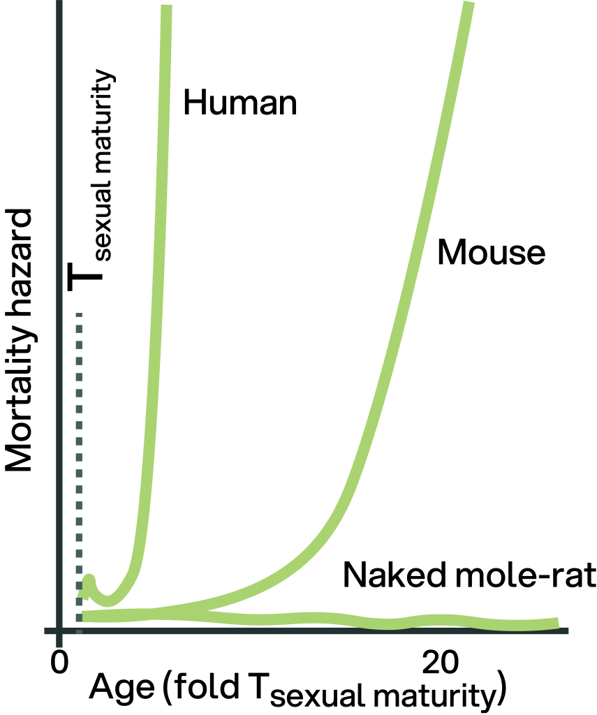 Integrated_Bio's tweet card. For most of human history, aging has been regarded as a fundamental biological constant. Beginning around the third decade of life, human mortality increases exponentially, with the hazard rate…