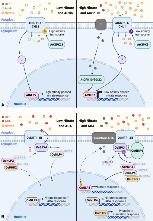 Dev_Cell's tweet card. The nitrate transceptor NRT1.1 detects external nitrate levels to regulate nitrate-induced transcriptional responses, auxin transport, and phosphate starvation responses in plants. A study by Ma et...