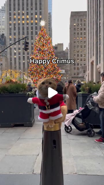 Schoderli's tweet card. Sponge Cake + Mocha + Donut (@spongecake_thescottishfold) • Instagram reel