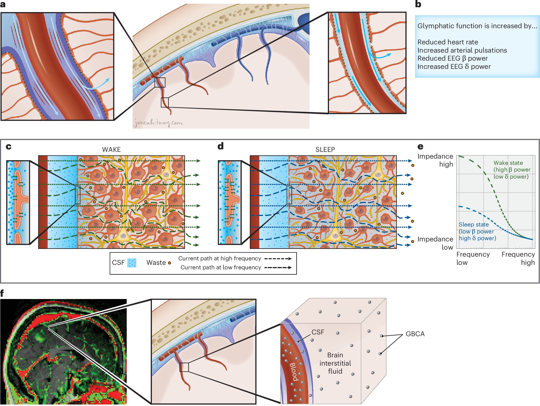 Compoundarxiv's tweet card. Nature Biomedical Engineering - A wearable device measures parenchymal resistance and its dynamic relationship with sleep MRI measures of glymphatic function, EEG features and cardiovascular...