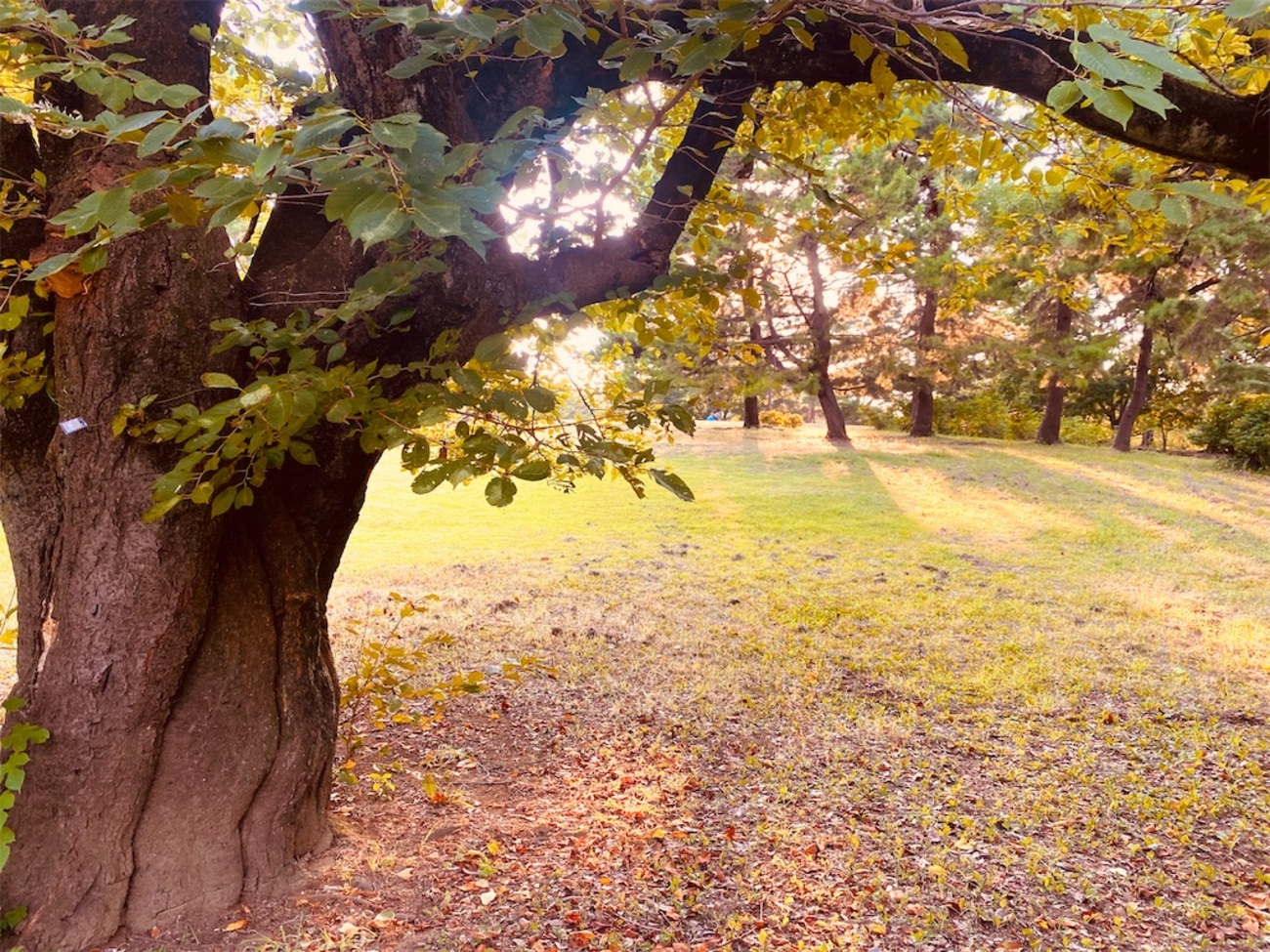 reenasunsetsp's tweet card. 昨年辺りからちょっと環境が変わりまして目まぐるしい日常を送っています。 相変わらずブログを更新する度に「お久しぶりです」と言ってる気がしますが…お久しぶりです！← 約2年ぶりとなりましたが、今回もMV撮影地に関しての…大物ネタをお伝えしようと思います。 「ハチミツ」1995年9月20日発売、通算6作目のアルバムであり表…