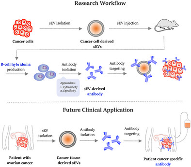 OncologyScience's tweet card. A novel platform generates tumor-targeting antibodies by immunizing mice with cancer cell-derived small extracellular vesicles (sEVs). The resulting monoclonal antibodies enable the design of...