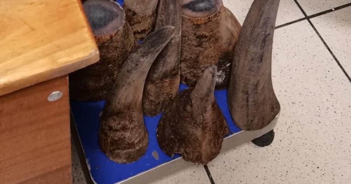 jacobkotze's tweet card. Six alleged members of an international rhino horn trafficking syndicate were arrested in Sunnyside, Pretoria, on Tuesday
