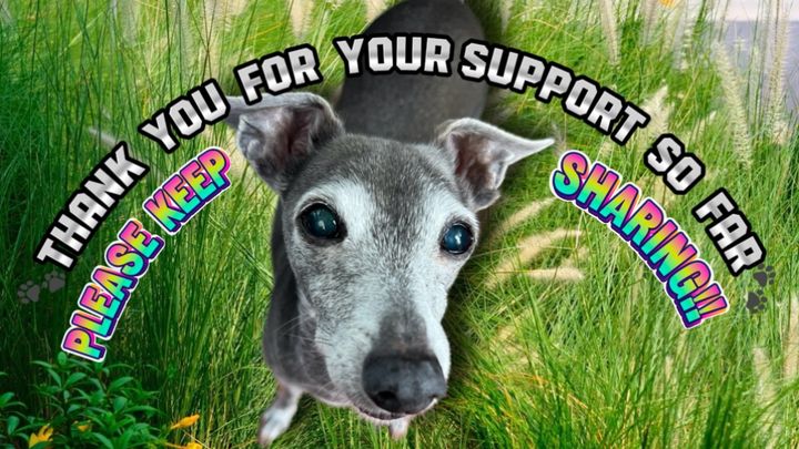 IGmonster2212's tweet card. We are fundraising for our beloved Harvey the Italian Greyhound t… Alex Hughes needs your support for Harvey the Italian Greyhound to have life saving surgery