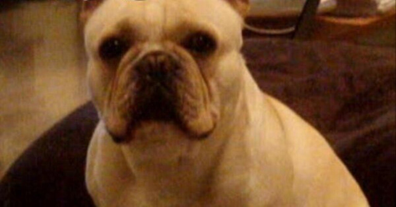 harumar5's tweet card. ぼくがぼぉ～っとしてると すぐママがぼくを撮るんだ なんかきになっちゃって仕方ないよ ママがそばに来てほしそうだから 行くしかないね