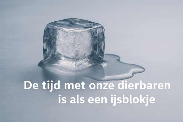 a_algoet's tweet card. Een reflectie over hoe kostbaar tijd met dierbaren is – als een smeltend ijsblokje: vergankelijk, waardevol en te vaak uitgesteld tot het te laat is.