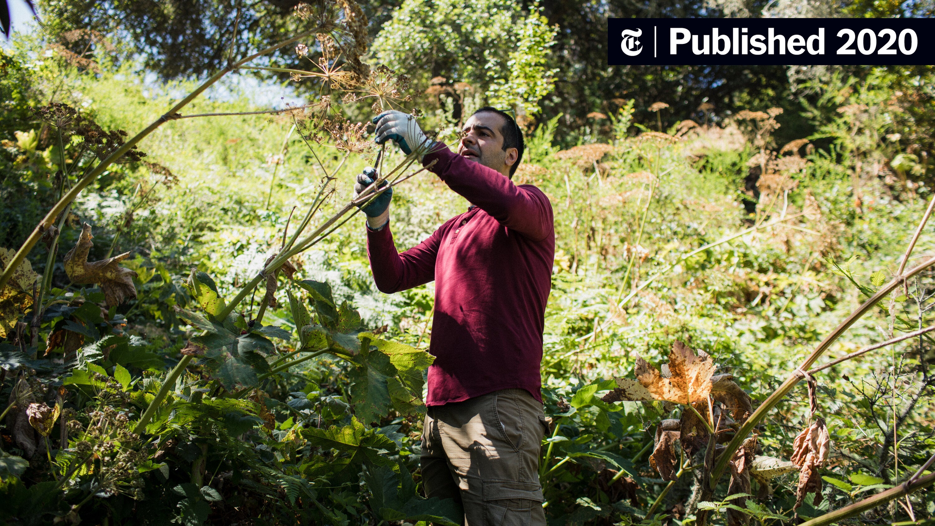 AndroidX's tweet card. In times of crisis, the California chef Hanif Sadr learned to forage and preserve food, and use it to heal.
