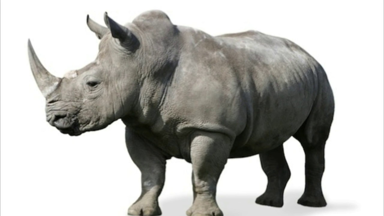 UConnBSB's tweet card. Rhinoceros Sounds Effects