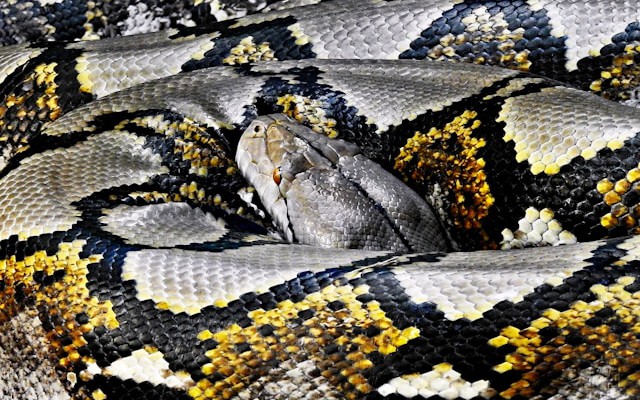 iotguide's tweet card. Explore two essential IoT protocols: OPC-UA for secure and structured industrial device communication and MQTT, a lightweight, real-time protocol for telemetry.