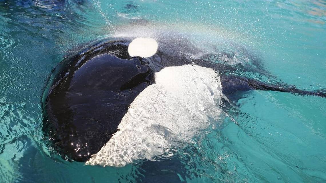 OrcaSOS's tweet card. Lummi elders: “Free our Relative!” Save endangered orca held captive at Miami Seaquarium