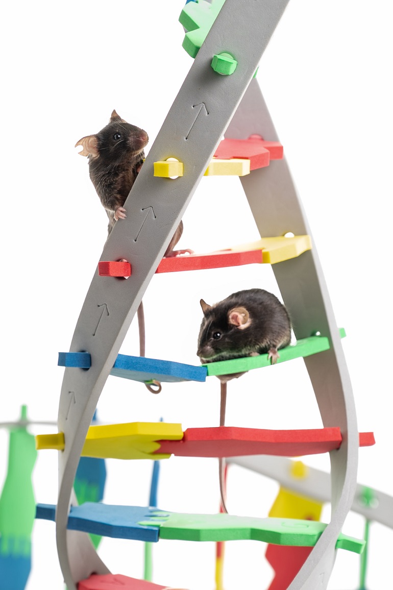 SaDiario's tweet card. Un equipo del Instituto de Neurociencias (IN), centro mixto del Consejo Superior de Investigaciones Científicas (CSIC) y la Universidad Miguel Hernández (UMH) de Elche, liderado por el investigador...