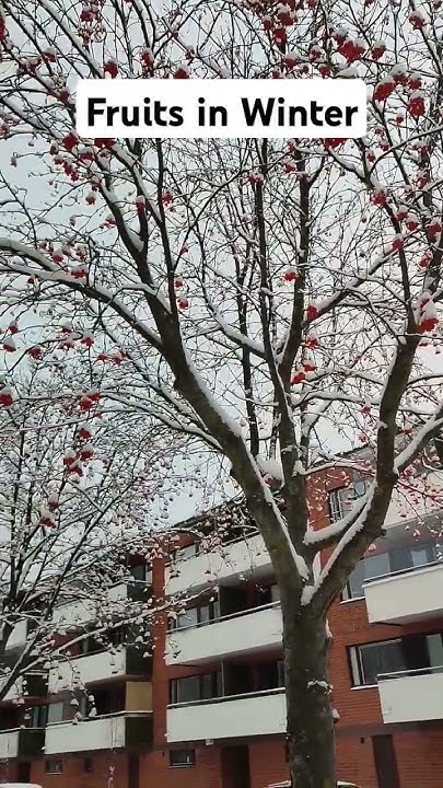 TechDocSolution's tweet card. Fruits on trees during winter in Finland