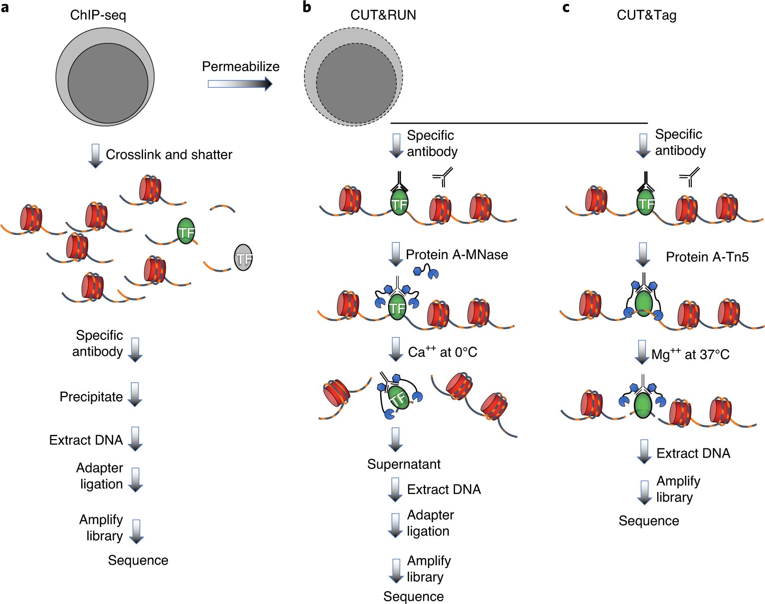 NatureProtocols's tweet card. Nature Protocols - The authors describe a streamlined epigenomic profiling protocol based on cut-and-paste tagmentation by the Tn5 transposase targeted to a chromatin protein of interest.