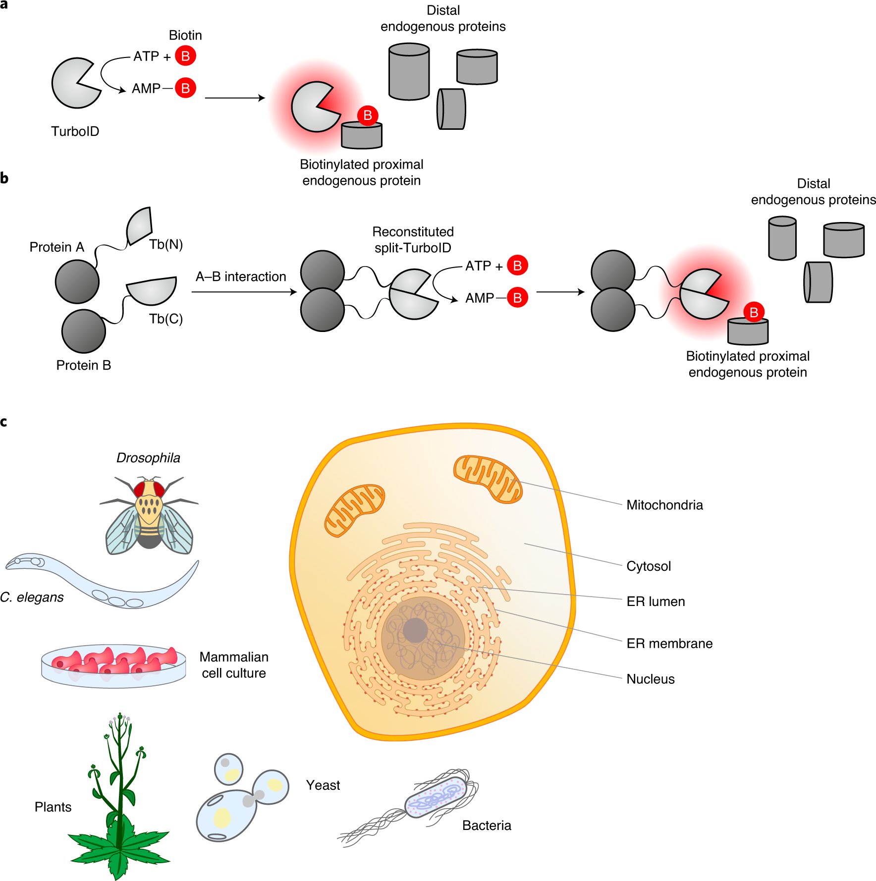 NatureProtocols's tweet card. Nature Protocols - This protocol describes proximity labeling approaches using TurboID and split-TurboID, which can be used for mapping protein–protein interactions and organelle proteomes in...