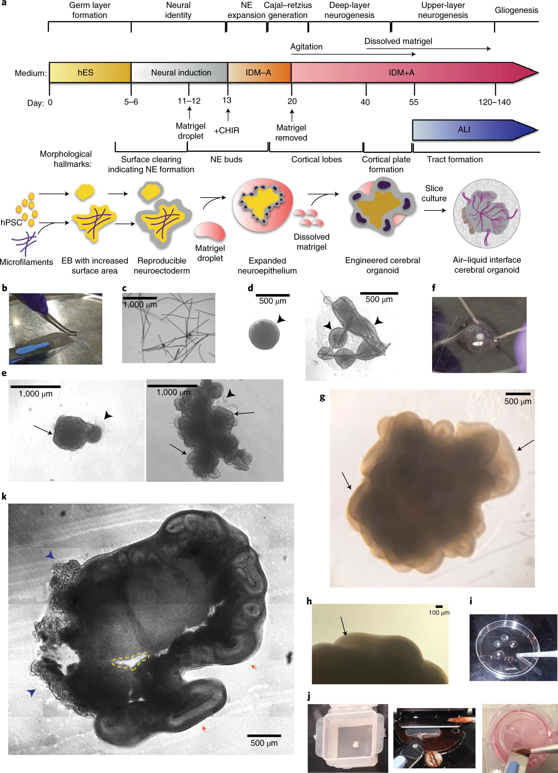 NatureProtocols's tweet card. Nature Protocols - In this Protocol Extension, Lancaster et al. describe a modified version of their original protocol (published in 2014) that can be used to reliably generate cerebral organoids...