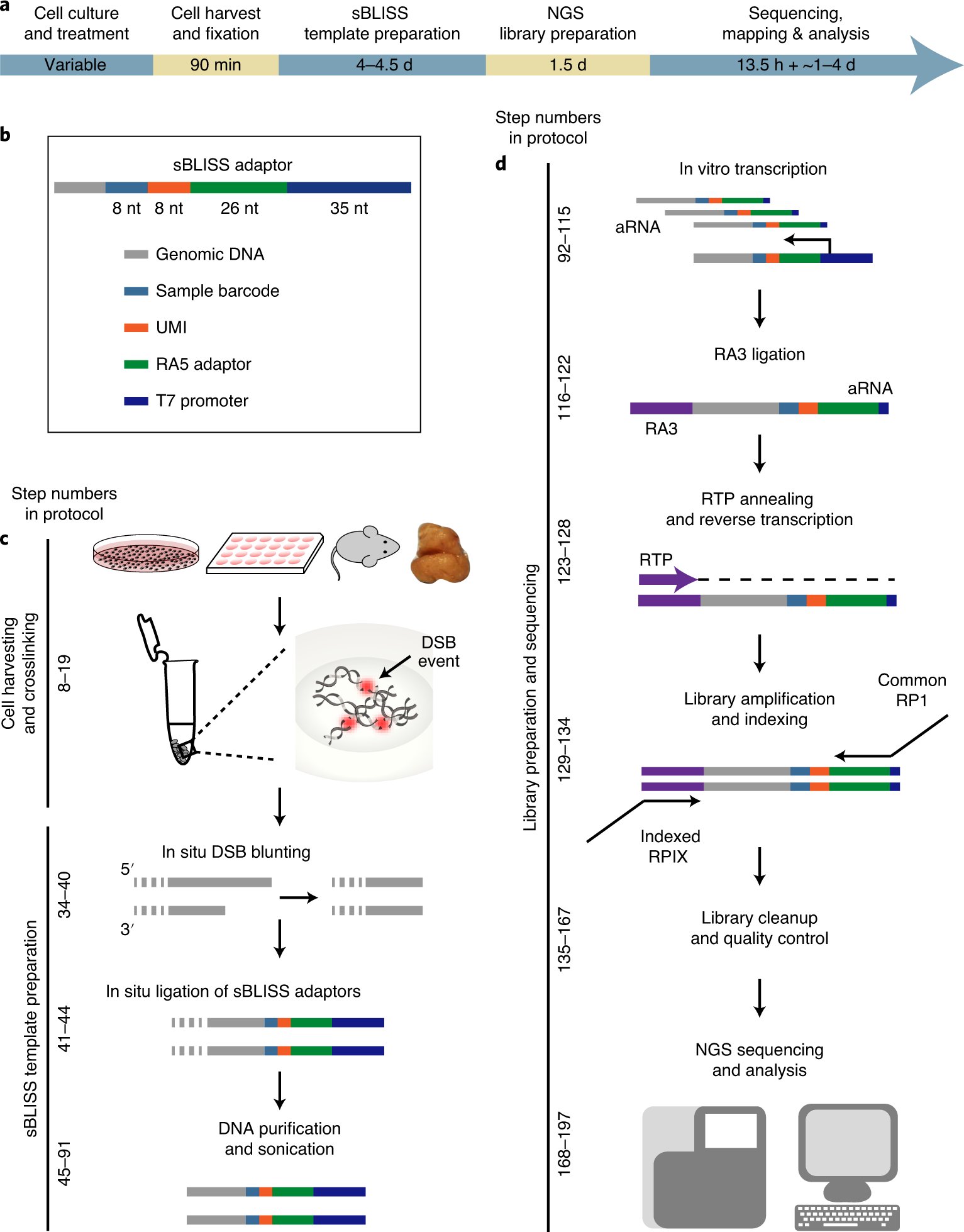 NatureProtocols's tweet card. Nature Protocols - This protocol describes experimental and computational procedures for genome-wide detection of endogenous and induced DNA double-strand breaks (DSBs) in any cell type or tissue...