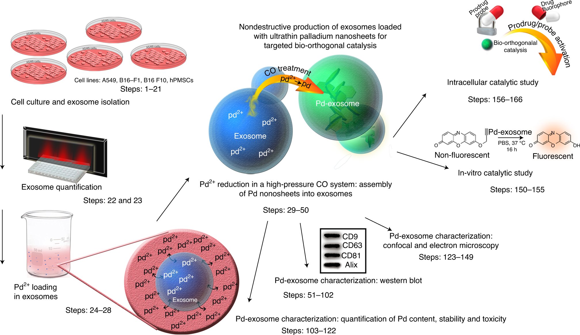 NatureProtocols's tweet card. Nature Protocols - Here, we present a protocol for producing exosomes loaded with ultrathin Pd nanosheets for targeted bio-orthogonal catalysis. Pd precursors are loaded into exosomes by diffusion...