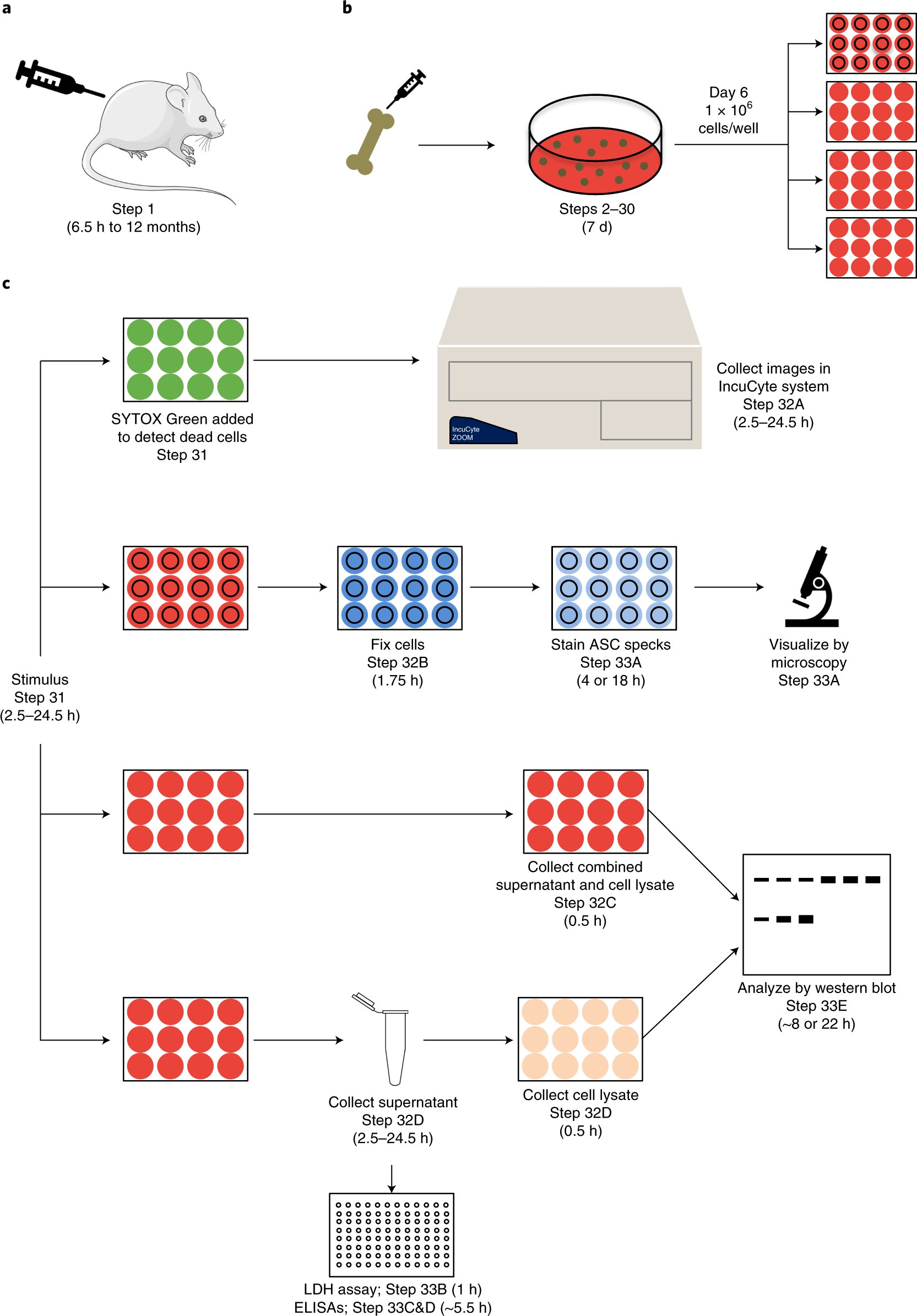 NatureProtocols's tweet card. Nature Protocols - This protocol describes a toolbox for comprehensive characterization of inflammasome activation and cell death in response to both in vivo (in mice) and in vitro (using bone...