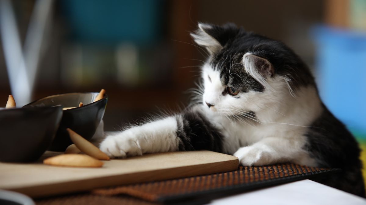 Malwarebytes's tweet card. Attackers are using a tool called Evilginx to steal session cookies, letting them bypass the need for a multi-factor authentication (MFA) token.