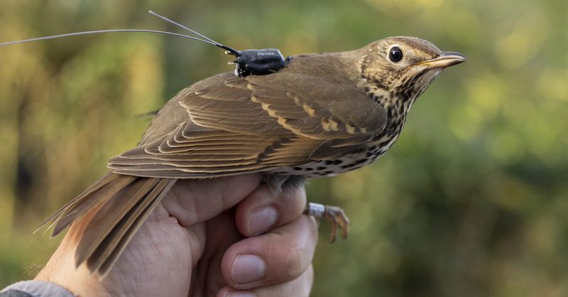 Tweet card summary image