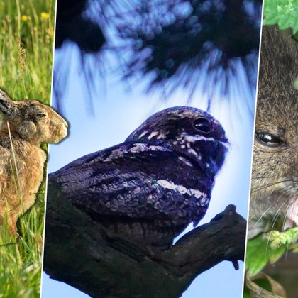 Tweet card summary image