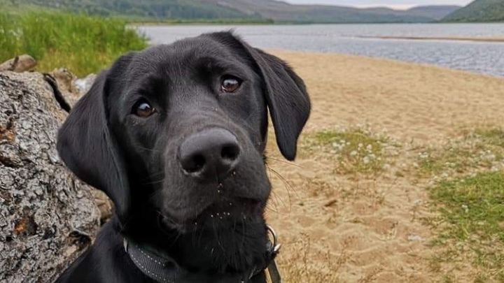 Emmieburt2's tweet card. Tiwha's story.. It started as a normal game of fetch, as the family always … Lyn Reid needs your support for Tiwha Needs Urgent Help, please read her story x