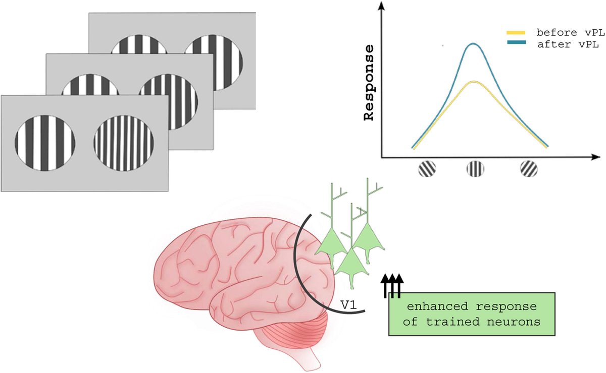 FrontNeurosci's tweet card. Neural circuits sculpt their structure and modify the strength of their connections to effectively adapt to the external stimuli throughout life. In response...