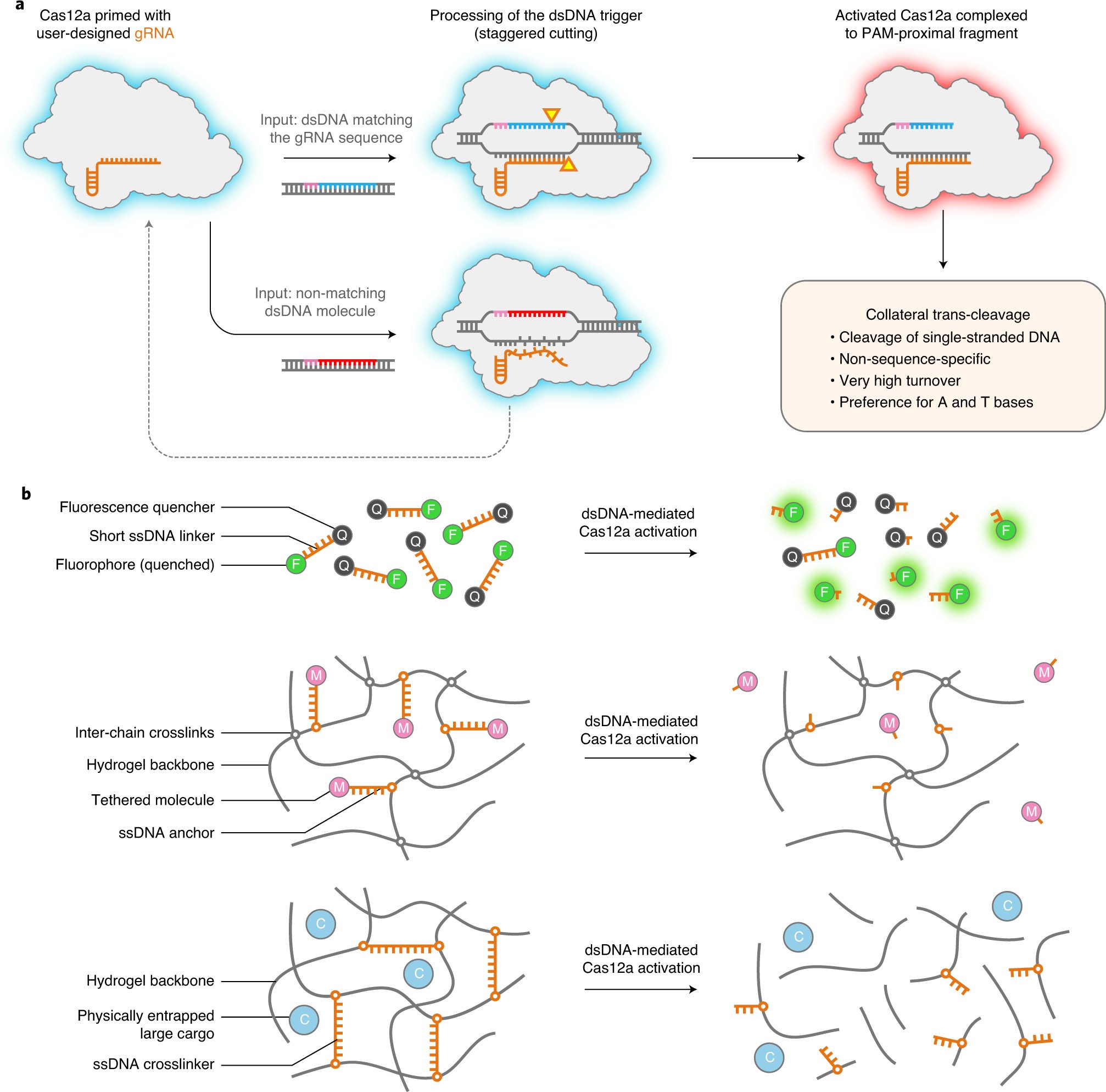 NatureProtocols's tweet card. Nature Protocols - This protocol describes the design and synthesis of CRISPR-responsive smart hydrogels and their actuation for both the controlled release of cargos (small molecules, enzymes,...