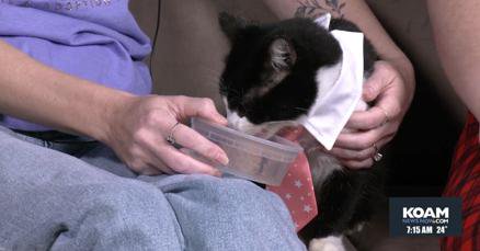 Tweet card summary image