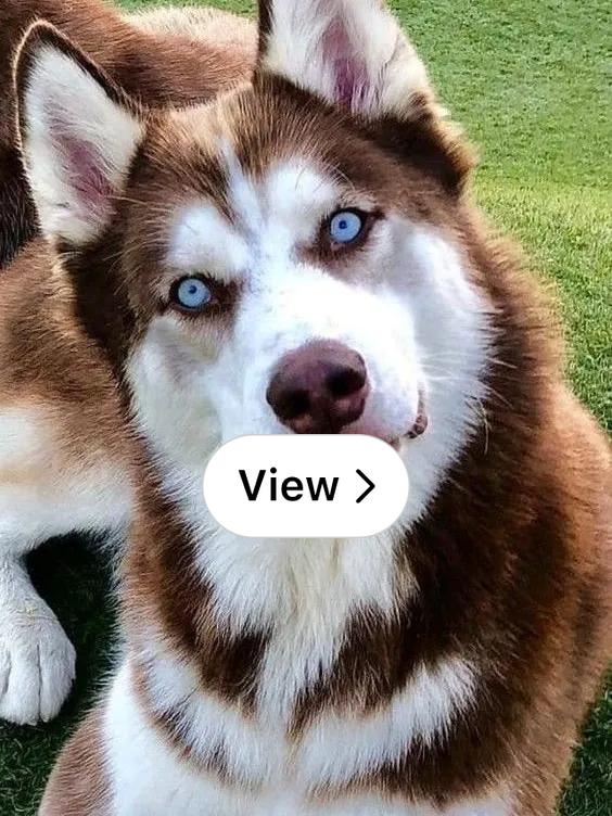 adelphi's tweet card. See the full post on Lemon8