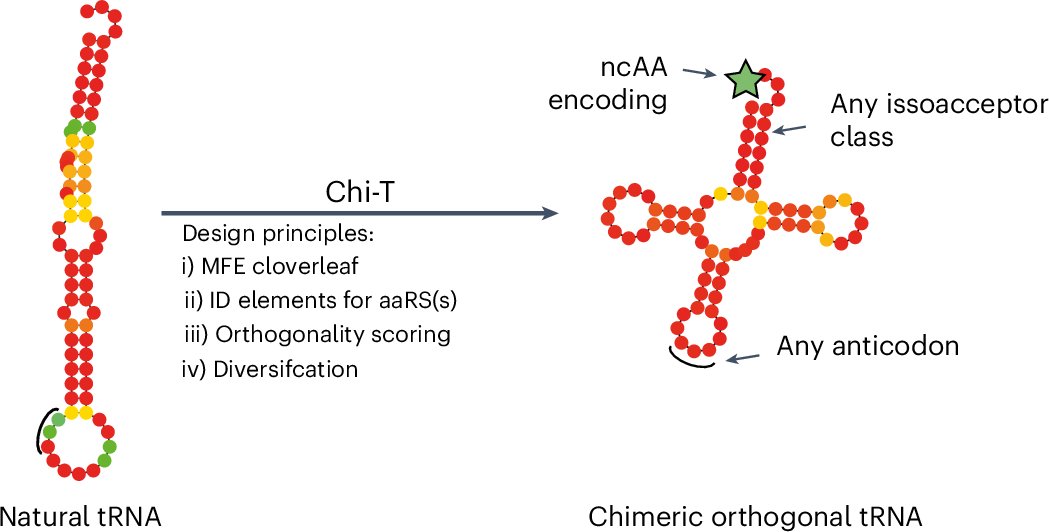 mbbuchc's tweet card. Nature Chemical Biology - Genetic code expansion and reprogramming require orthogonal tRNAs. Methods have now been developed for the automated generation of chimeric orthogonal tRNAs and discovery...